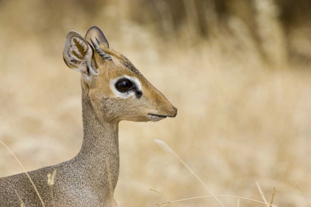 Kenya Profile of dik dik